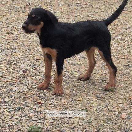 Photo de chien trouvé à Preaux