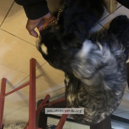 Photo de chien trouvé à Cros