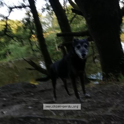 Photo de chien perdu à Nantes