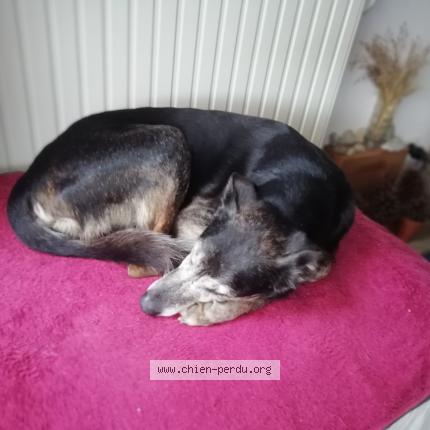 Photo 2/4 Chien retrouvé Perdu à Nantes