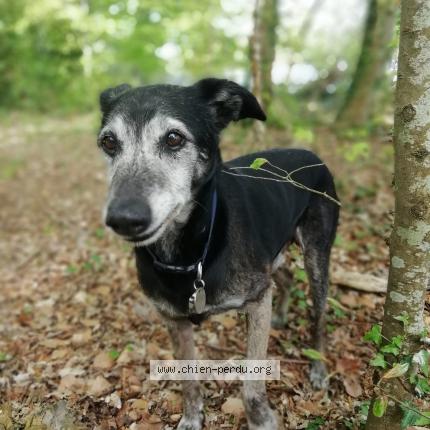 Photo 4/4 Chien retrouvé Perdu à Nantes