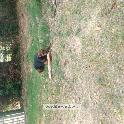 Photo de chien trouvé à Varages