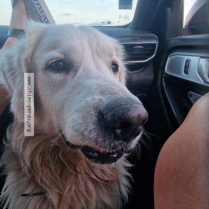 Photo 1/1 Chien retrouvé Trouvé à Agde