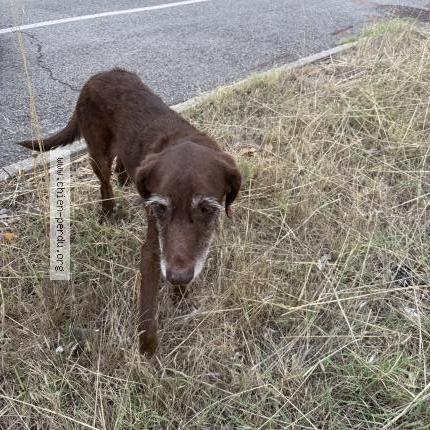 Photo de chien trouvé à Nimes
