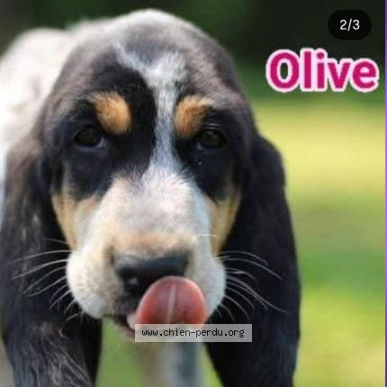 Photo 1/1 Chien retrouvé Perdu à Autrans meandre