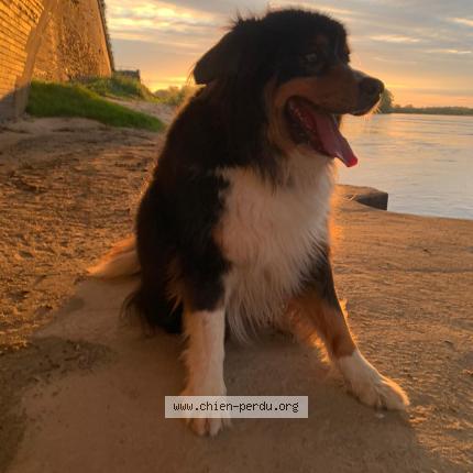 Photo de chien perdu à Les Ponts De Ce