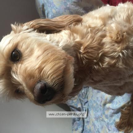 Photo 1/1 Chien retrouvé Perdu à Villeneuve tolosane