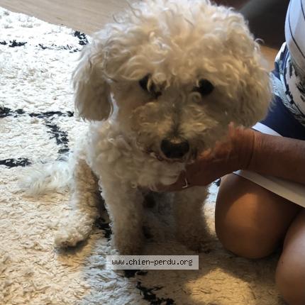 Photo de chien trouvé à Ferel