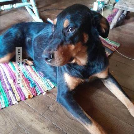 Photo 1/1 Chien retrouvé Perdu à Saint laurent