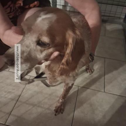 Photo 1/1 Chien retrouvé Trouvé à Marigny brizay