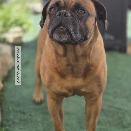 Photo 1/1 Chien retrouvé Perdu à Chanteloup les vignes