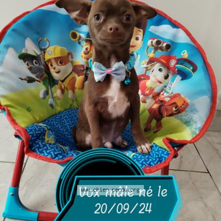 Photo 1/1 Chien retrouvé Perdu à Bellerive sur allier