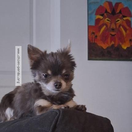 Photo 1/1 Tayson Chien perdu à Saint max