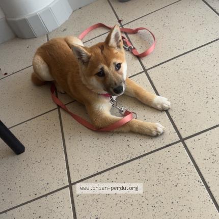 Photo 1/1 Chien retrouvé Perdu à Montgeol