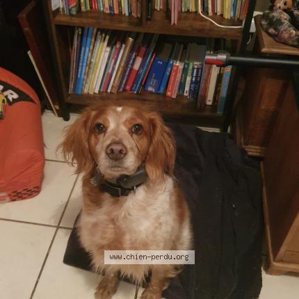 Photo 1/1 Chien retrouvé Perdu à Agen