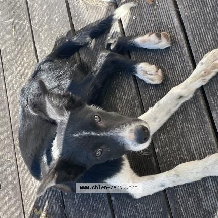 Photo de chien trouvé à Precy Sur Oise
