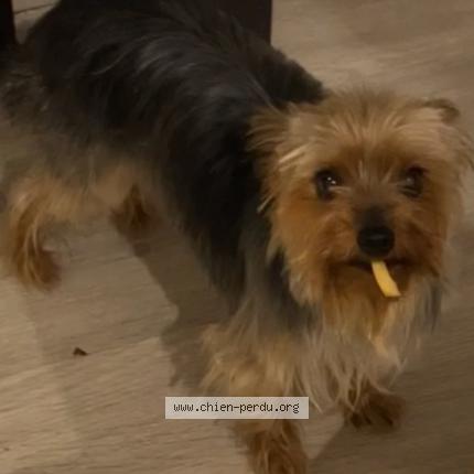 Photo 1/1 Chien retrouvé Perdu à Perpignan