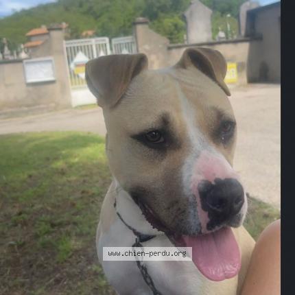 Photo 1/1 Chien retrouvé Perdu à Ternay