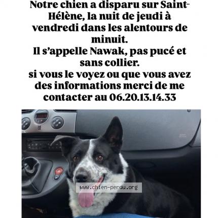 Photo 1/1 Chien retrouvé Perdu à Saint helene