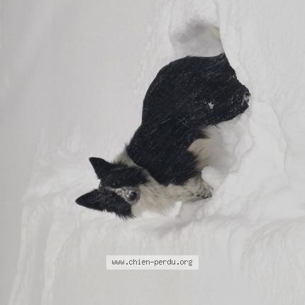 Photo 1/1 Chien retrouvé Perdu à Chatel