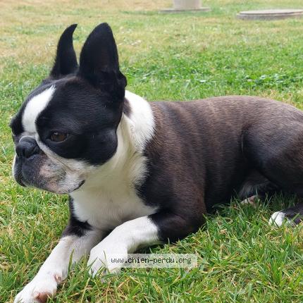 Photo 1/1 Chien retrouvé Perdu à Montjoie saint martin