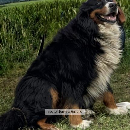 Photo 1/1 Chien retrouvé Perdu à Barsac