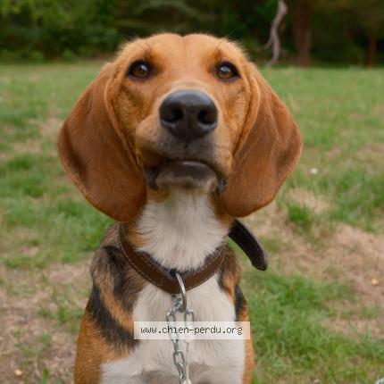 Photo 1/1 Chien retrouvé Perdu à Le bois plage