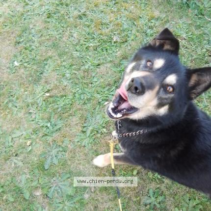 Photo 1/1 Chien retrouvé Perdu à Gorron