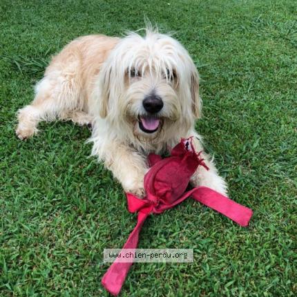 Photo 1/1 GiGi Chien perdu à Colomars