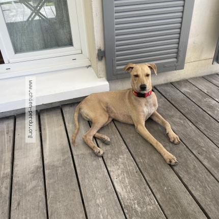 Photo 1/1 Chien retrouvé Perdu à Igny