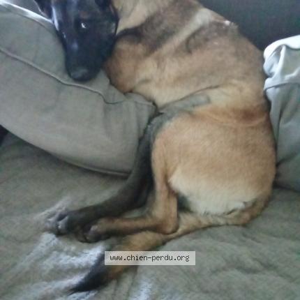 Photo de chien perdu à Bulles