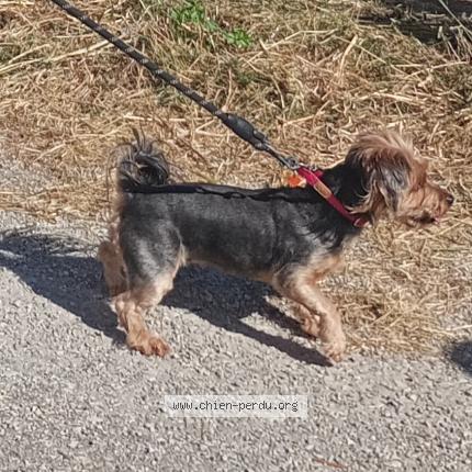 Photo de chien perdu à Bages