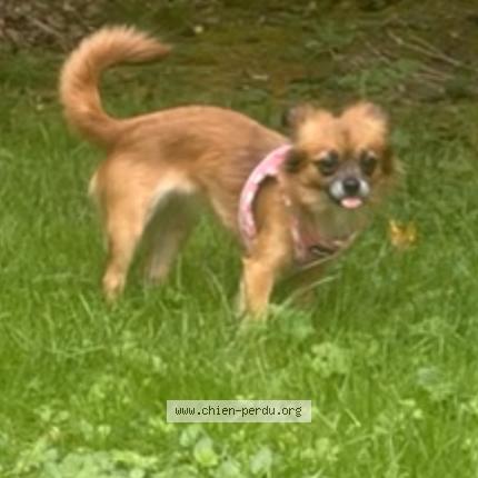 Photo de chien perdu à Evry