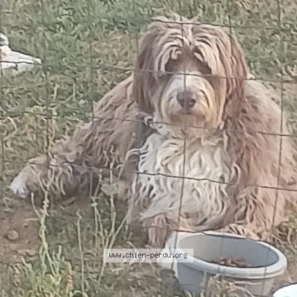 Photo 1/1 Chien retrouvé Perdu à Teillay