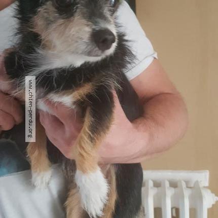 Photo 1/1 Chien retrouvé Trouvé à Panissieres