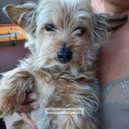 Photo 1/1 Chien retrouvé Perdu à Villemandeur