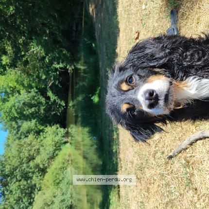 Photo 1/1 Chien retrouvé Perdu à Miradoux