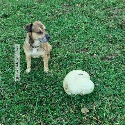 Photo 1/1 Chien retrouvé Perdu à Vosbles