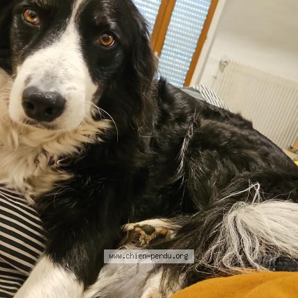 Photo 2/2 Beebop Chien perdu à Vitrac