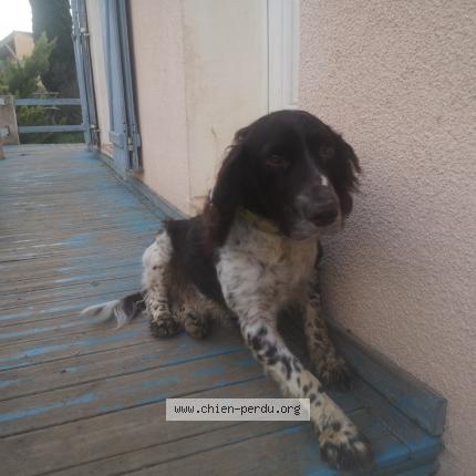 Photo de chien perdu à Albas