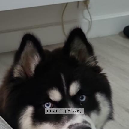 Photo 1/1 Chien retrouvé Perdu à Hardinghen