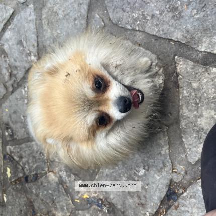 Photo 1/1 Chien retrouvé Trouvé à Villepinte