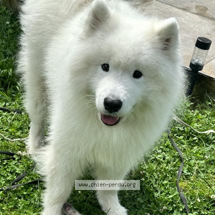 Photo 1/1 Chien retrouvé Perdu à Amilly