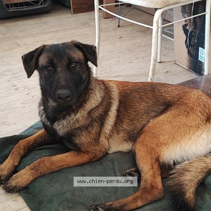 Photo de chien perdu à Nerac