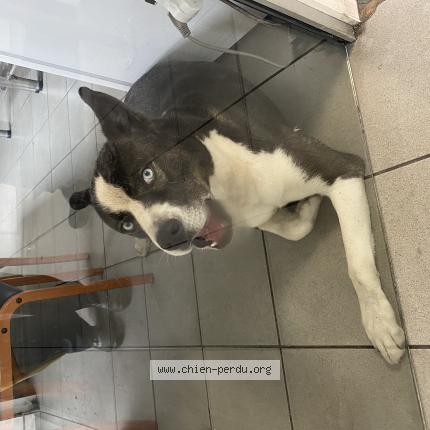 Photo de chien trouvé à Pont De Cheruy