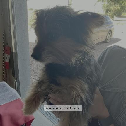 Photo de chien trouvé à Conde Sur Risle