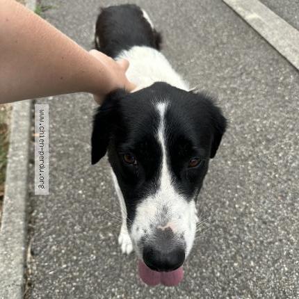 Photo 1/1 Chien retrouvé Trouvé à Cruas