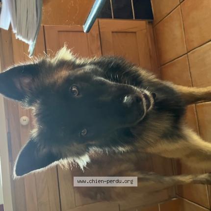 Photo 1/1 Chien retrouvé Perdu à Brocas