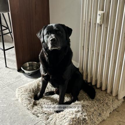 Photo 1/1 Chien retrouvé Perdu à La ricamarie