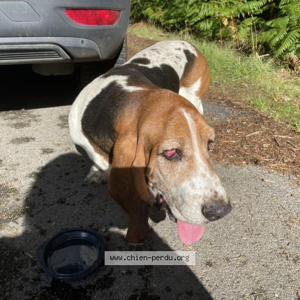 Photo 1/1 Chien retrouvé Trouvé à Guegon
